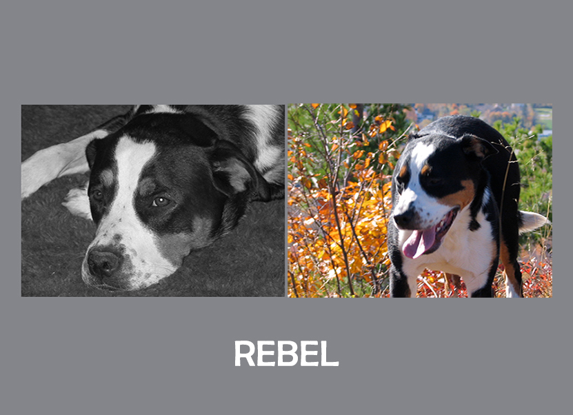 Photo of Rebel